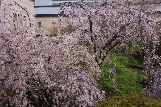 6527-15.4.10一重紅枝垂れ桜　全体.jpg